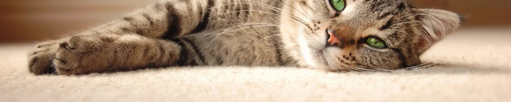 Pet friendly carpet Flooring from Paola Carpet & Flooring | Paola, KS